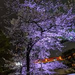 新宿公園の寒い夜桜は観るだけで十分