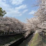 ポカポカ陽気の善福寺川の桜を見ながらお花見