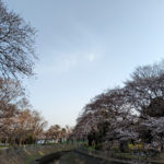 善福寺川の桜はまだ二分咲き、アニメの平家物語は壇ノ浦の戦いで完結