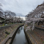 毎年恒例になった桜の咲いた善福寺川のほとりでお花見をやってきた