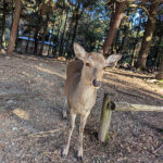 弾丸奈良旅行で春日大社をお参りして、伊賀上野で鶏の焼肉