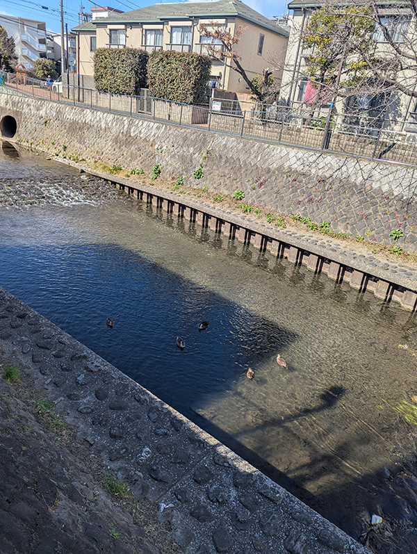 善福寺川沿いをひたすら上流にウォーキング