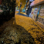 冬到来！イチョウの葉の黄色いじゅうたんが綺麗だった夜